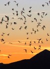 Bat Outflight at Sunset